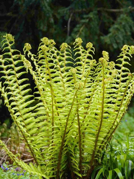 Dryopteris wallichiana Dryopteris wallichiana