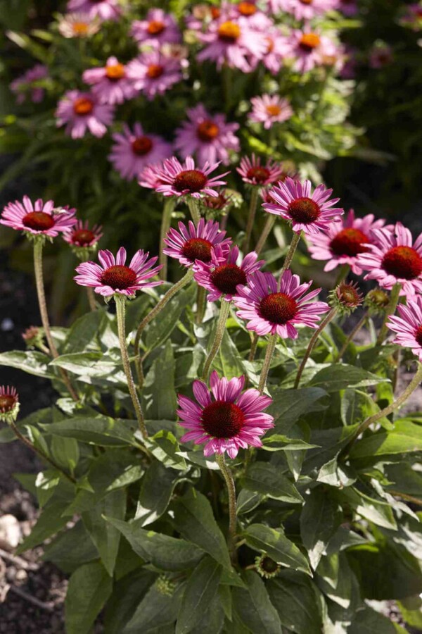 Purpursolhat Echinacea purpurea 'Little Magnus' 5-10 potte P9 Echinacea purpurea 'Little Magnus'