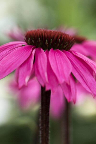 Echinacea purpurea 'Rubinstern' Echinacea purpurea 'Rubinstern'