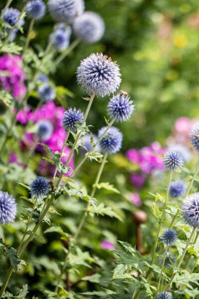 Echinops bannaticus 'Blue Globe' Echinops bannaticus 'Blue Globe'