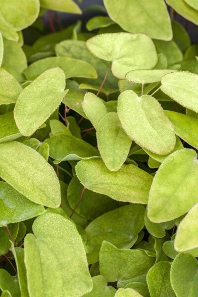 Epimedium rubrum Epimedium rubrum