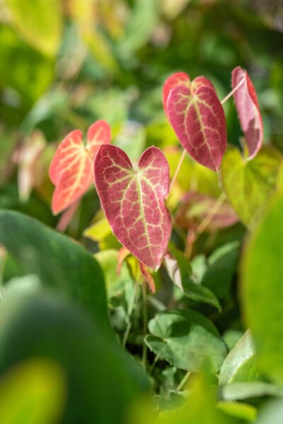 Epimedium versicolor 'Sulphureum' Epimedium versicolor 'Sulphureum'