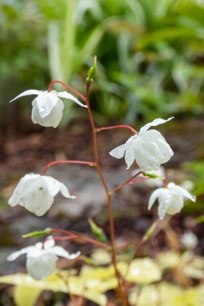 Epimedium youngianum 'Niveum' Epimedium youngianum 'Niveum'