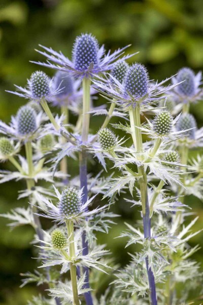 Eryngium 'Big Blue' Eryngium 'Big Blue'