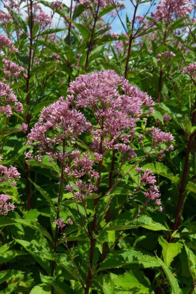 Eupatorium maculatum 'Purple Bush' Eupatorium maculatum 'Purple Bush'
