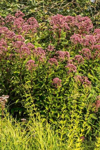 Eupatorium purpureum Eupatorium purpureum