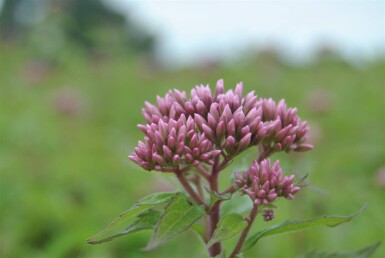 Eupatorium purpureum