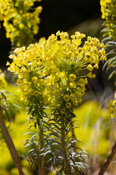 Euphorbia characias ssp. 'wulfenii' Euphorbia characias ssp. 'wulfenii'