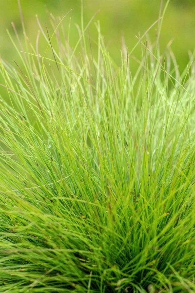 Festuca amethystina