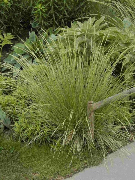 Festuca mairei Festuca mairei