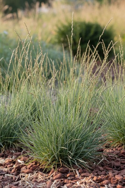 Festuca ovina Festuca ovina