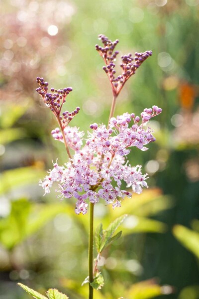 Filipendula rubra 'Venusta' Filipendula rubra 'Venusta'