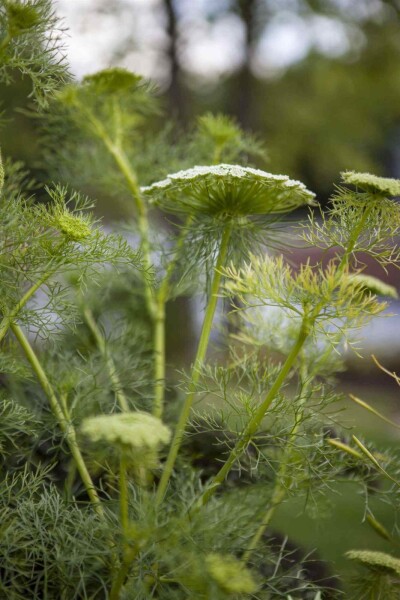 Foeniculum vulgare Foeniculum vulgare