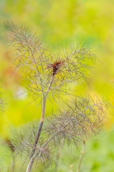 Foeniculum vulgare 'Purpureum' Foeniculum vulgare 'Purpureum'