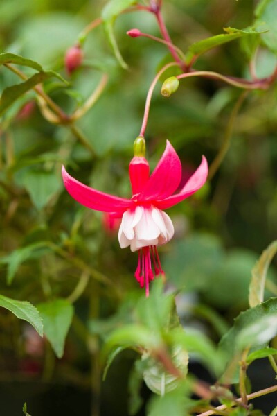 Fuchsia magellanica 'Madame Cornelissen' Fuchsia magellanica 'Madame Cornelissen'