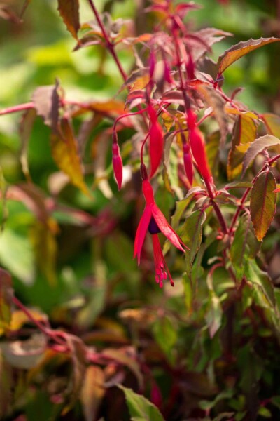 Fuchsia magellanica 'Riccartonii' Fuchsia magellanica 'Riccartonii'