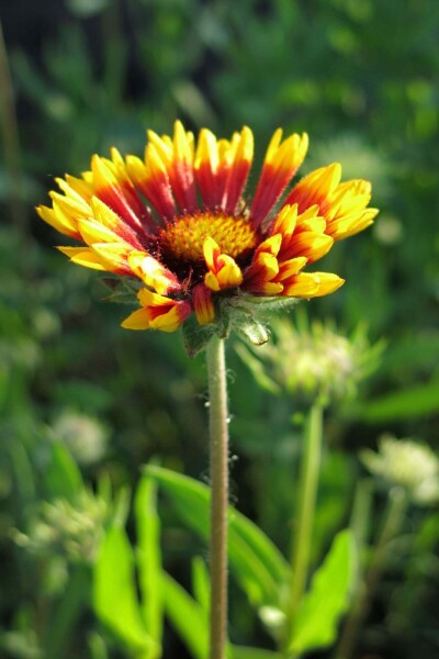 Gaillardia grandiflora 'Bremen' Gaillardia grandiflora 'Bremen'
