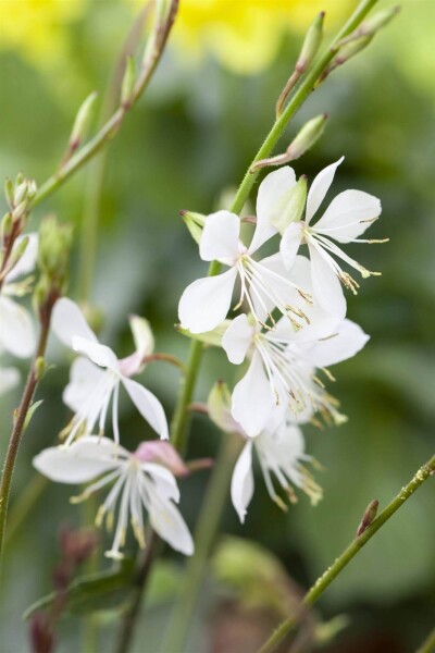 Gaura lindheimeri Gaura lindheimeri