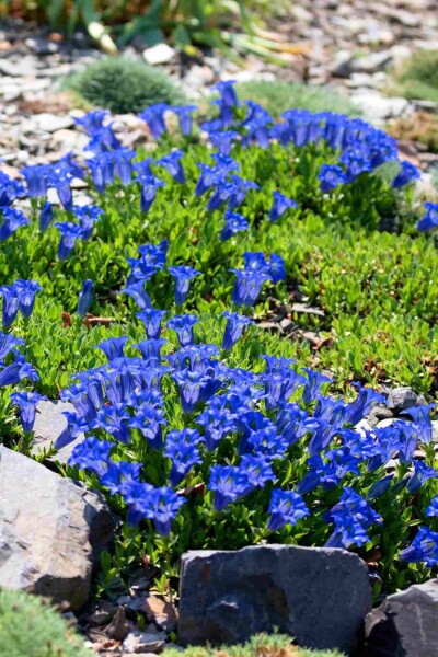 Gentiana acaulis Gentiana acaulis