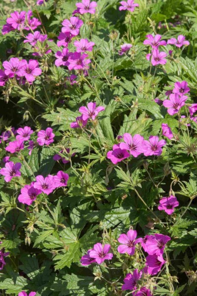 Geranium procurrens 'Ann Folkard' Geranium procurrens 'Ann Folkard'