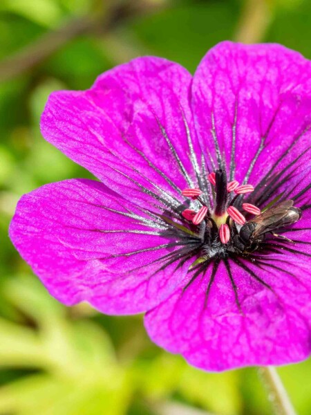 Geranium procurrens 'Anne Thomson' Geranium procurrens 'Anne Thomson'