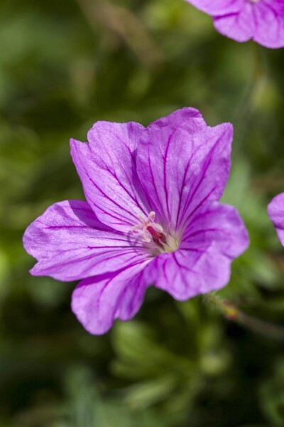 Geranium sanguineum 'Blushing Turtle' Geranium sanguineum 'Blushing Turtle'