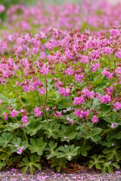 Geranium cantabrigiense 'Cambridge' Geranium cantabrigiense 'Cambridge'