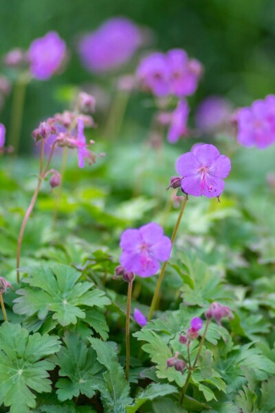 Geranium cantabrigiense 'Karmina' Geranium cantabrigiense 'Karmina'