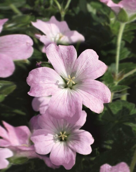 Geranium hybride 'Dreamland' Geranium hybride 'Dreamland'