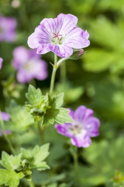 Geranium endressii Geranium endressii
