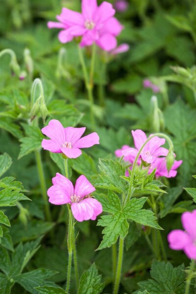 Geranium endressii 'Wargrave Pink' Geranium endressii 'Wargrave Pink'