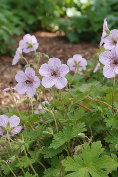 Geranium lambertii 'Joy' Geranium lambertii 'Joy'