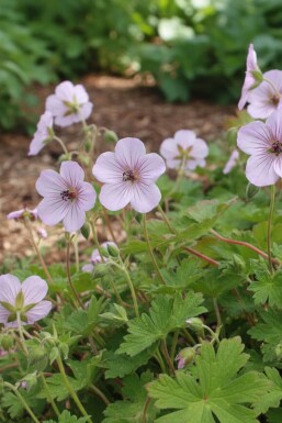 Geranium lambertii 'Joy'