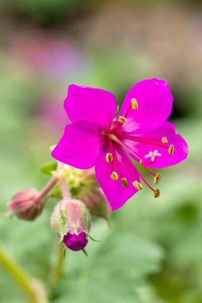 Geranium macrorrhizum 'Czakor' Geranium macrorrhizum 'Czakor'