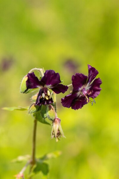 Geranium phaeum Geranium phaeum