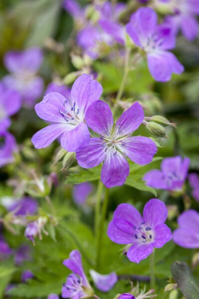 Geranium pratense Geranium pratense