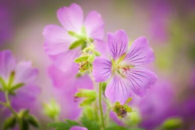Geranium pratense