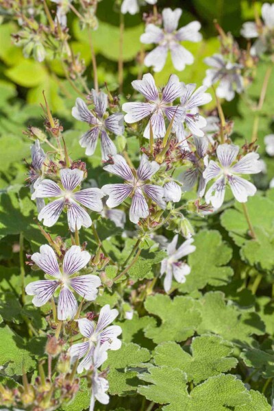 Geranium renardii Geranium renardii