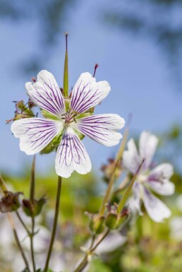 Geranium renardii