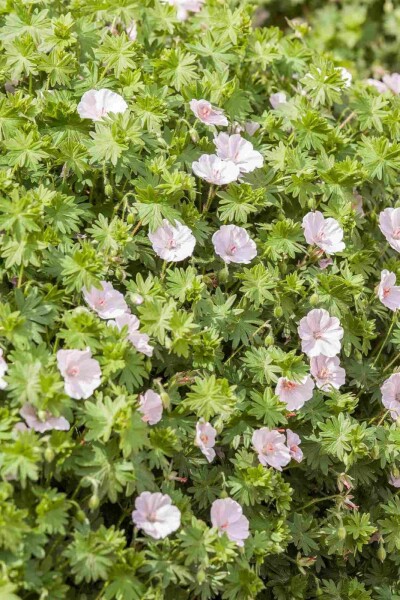 Geranium sanguineum 'Apfelblüte' Geranium sanguineum 'Apfelblüte'