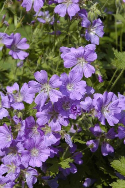 Geranium gracile 'Sirak' Geranium gracile 'Sirak'