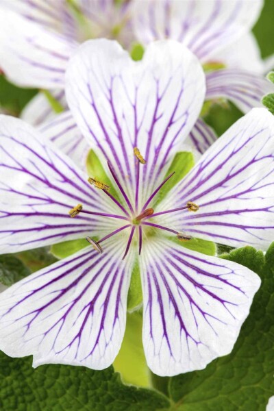 Geranium versicolor Geranium versicolor