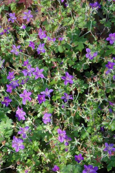 Geranium wlassovianum Geranium wlassovianum