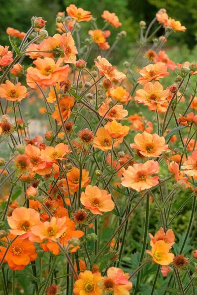 Geum chiloense 'Prinses Juliana' Geum chiloense 'Prinses Juliana'