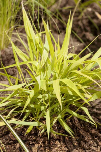 Hakonechloa macra 'Allgold' Hakonechloa macra 'Allgold'