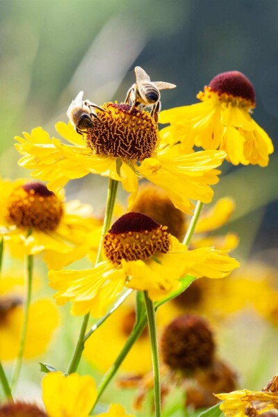 Helenium bigelovii 'The Bishop' Helenium bigelovii 'The Bishop'