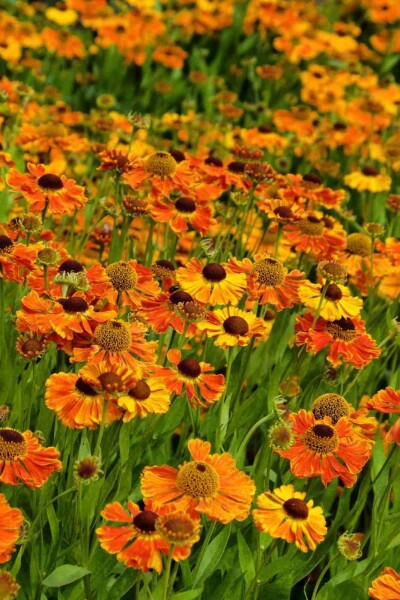 Helenium 'Waltraut' Helenium 'Waltraut'