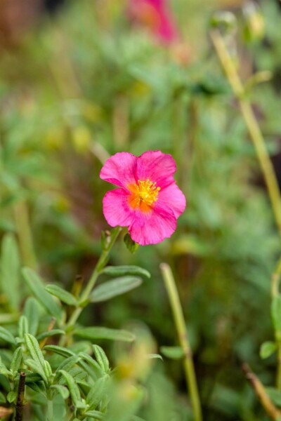Helianthemum 'Ben Hope' Helianthemum 'Ben Hope'