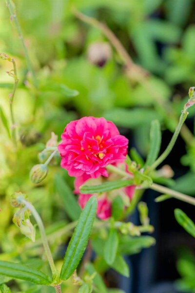 Helianthemum 'Cerise Queen' Helianthemum 'Cerise Queen'