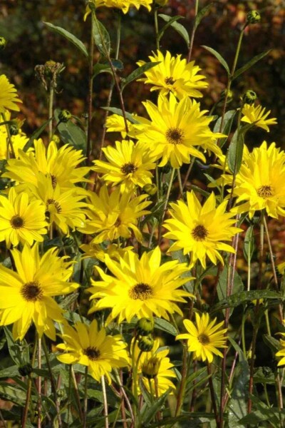Helianthus atrorubens Helianthus atrorubens